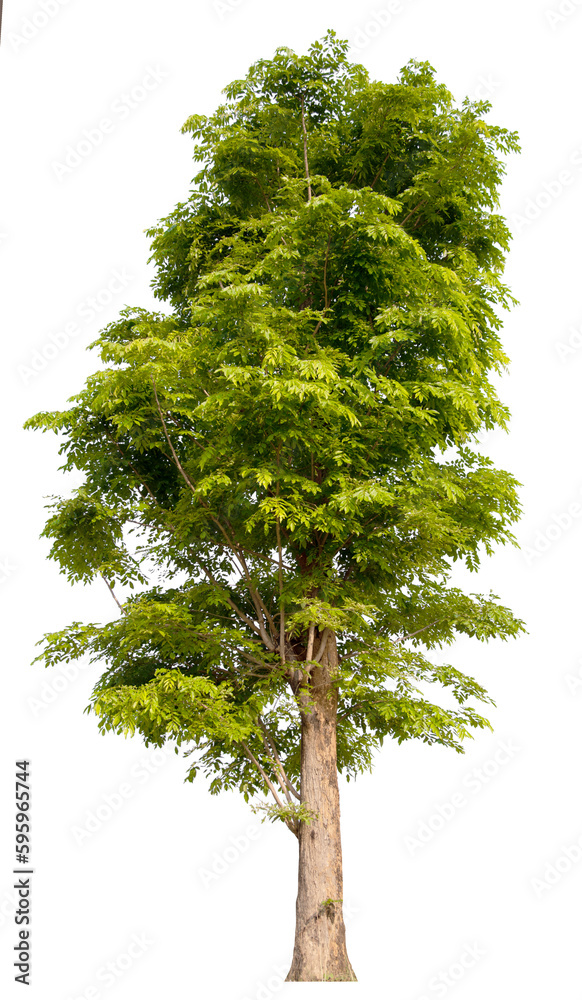 Aufkleber tree png file removed original background