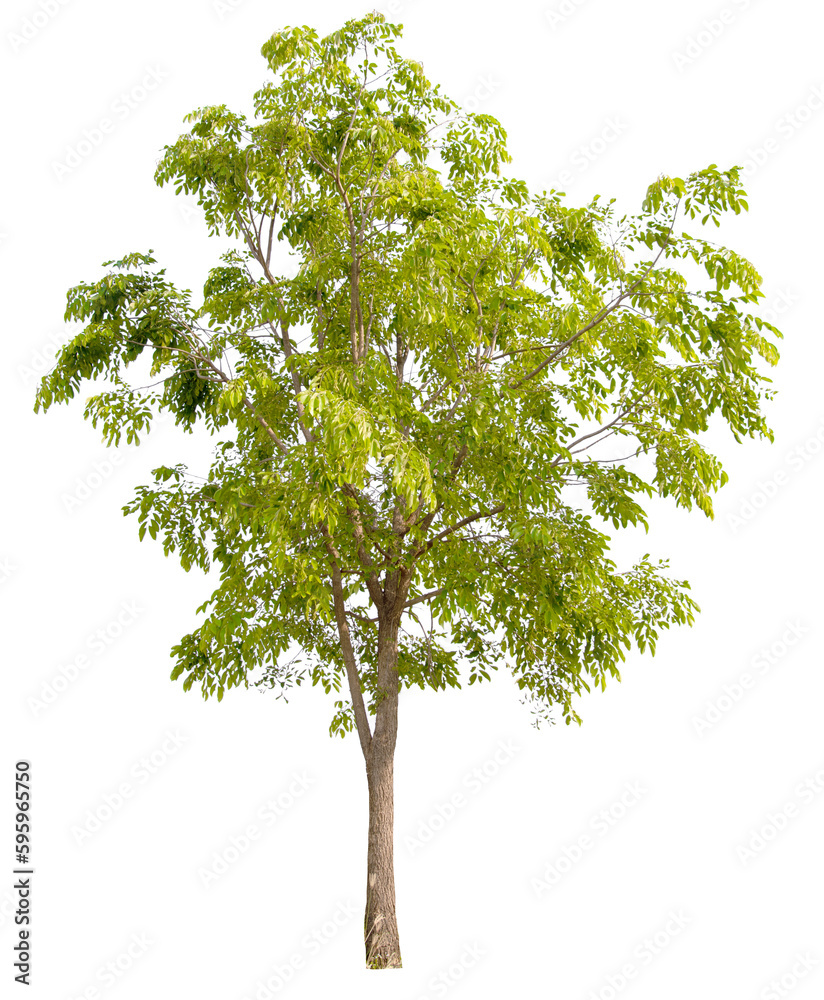 Aufkleber tree png file removed original background