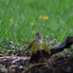 Chipping Sparrow