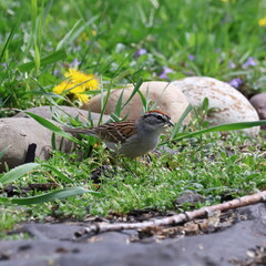 Chipping Sparrow