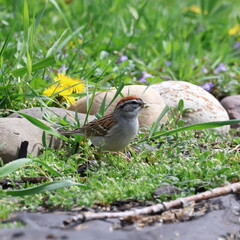 Chipping Sparrow