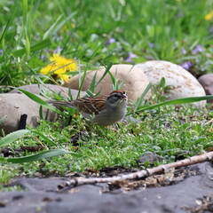 Chipping Sparrow