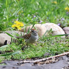 Chipping Sparrow