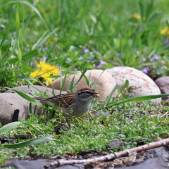 Chipping Sparrow
