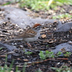 Chipping Sparrow