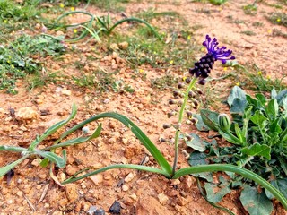 Leopoldia comosa&nbsp;(syn.&nbsp;Muscari comosum) is a&nbsp;perennial&nbsp;bulbous&nbsp;plant. Usually called the&nbsp;tassel hyacinth&nbsp;or&nbsp;tassel grape hyacint