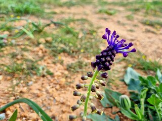 Leopoldia comosa&nbsp;(syn.&nbsp;Muscari comosum) is a&nbsp;perennial&nbsp;bulbous&nbsp;plant. Usually called the&nbsp;tassel hyacinth&nbsp;or&nbsp;tassel grape hyacint