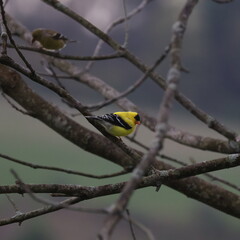 Backyard Birds