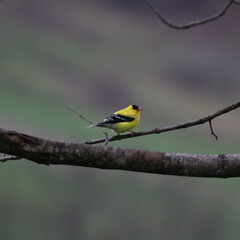 American Goldfinch