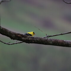 American Goldfinch