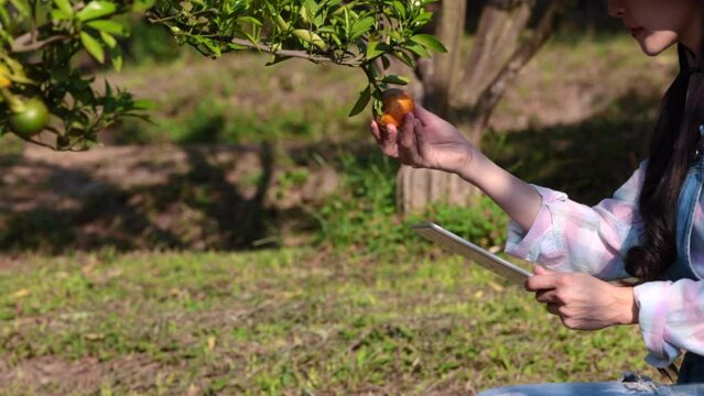 Woman owner plantation checking quality oranges before harvest and check market prices with tablet. Woman picking oranges from tree and contact customer order online on smartphone in orange orchard.