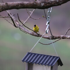 American Goldfinch