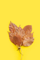Ramillete de fojas secas sobre un fondo amarillo brillante liso y aislado. Vista superior y de cerca. Copy space. Formato vertical