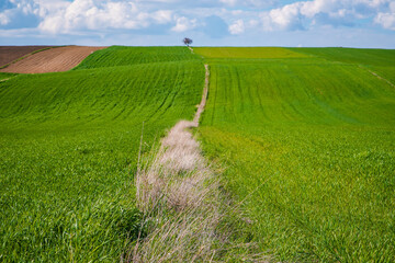 Harmony of colors in nature. Green fields, plowed land and cloudy blue sky. Green crops and field view in spring.