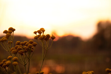 Tanacetum vulgare, common tansy, golden buttons, tansy. Golden yellow tansy flowers close-up outdoors in the sunlight of the setting sun.