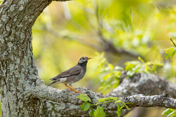Obraz premium 春の公園のムクドリ
