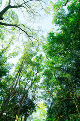 Obraz premium 自然 素材 イメージ