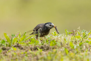 イモムシをくわえているムクドリ