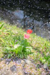 哲学の道　チューリップ