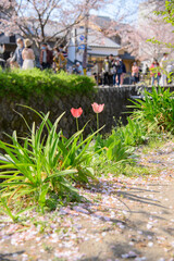 哲学の道　チューリップ