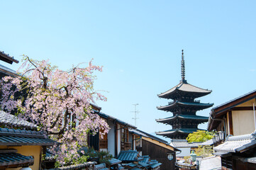 枝垂れ桜と五重塔