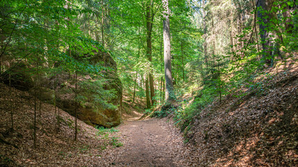 Panoramic over magical enchanted fairytale forest with fern, moss, lichen and sandstone rocks at...