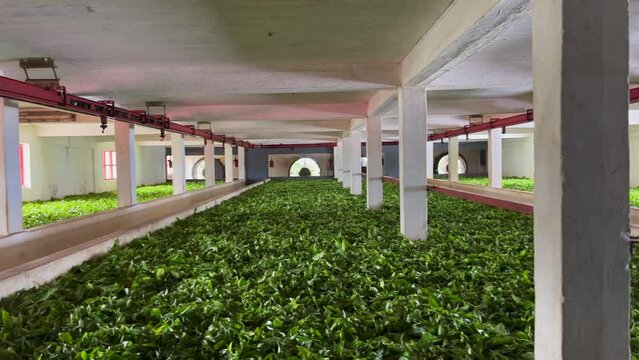 Fermentation of green tea leaves in a factory in Mauritius, Bois Cheri.  Tea production. Special room for drying tea tree leaves. Tropical agriculture.