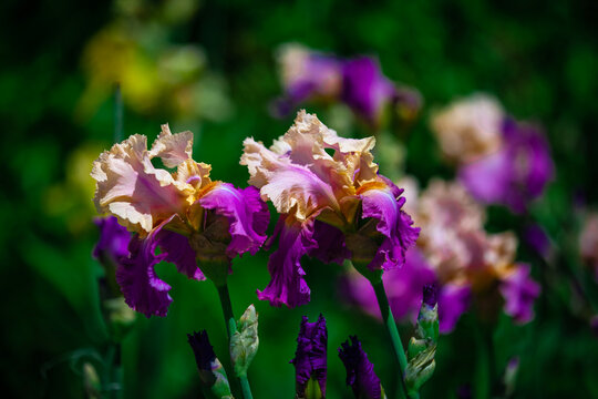 Pink Iris On Dark Day Background