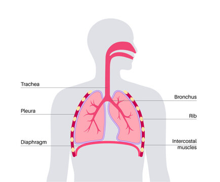 Respiratory system anatomy