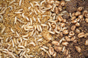 Maggots and fish food when fishing