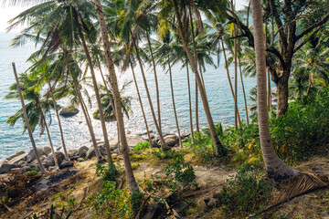 Tropical island,coconut and palm trees by the sea on the island