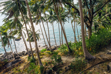 Tropical island,coconut and palm trees by the sea on the island