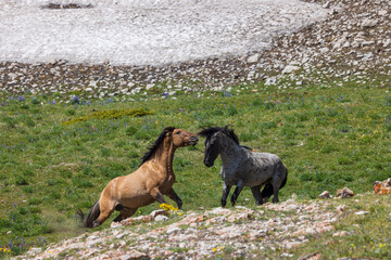 Pair of Wild Horse Stallions Fighting in the Pryor Mountains Montana in Summer