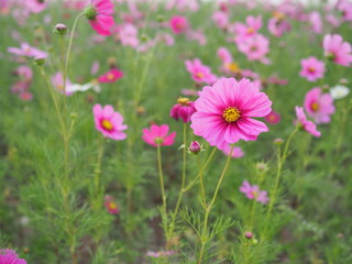 Mexican Daisy or Pink beautiful cosmos. Scientific name: Cosmos bipinnatus Cav.,  Have light pink, pink,purple, pinkish white has fragile petals of various colors that bloom in bloom in autumn
