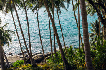 Tropical island,coconut and palm trees by the sea on the island