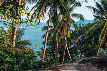 Tropical island,coconut and palm trees by the sea on the island