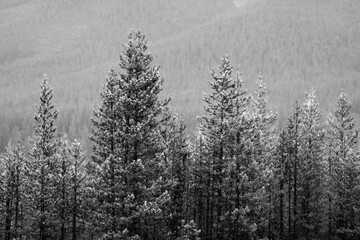 Pine Trees in Wilderness Forest in Snow Storm Blizzard Falling