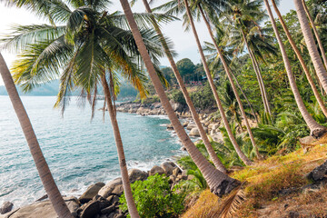 Tropical island,coconut and palm trees by the sea on the island
