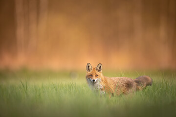 Fox Vulpes vulpes in spring scenery, Poland Europe, animal walking among spring meadow