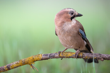 Bird - Eurasian Jay Garullus glandarius on the ground, spring time