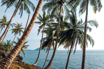 Naklejka na ściany i meble Tropical island,coconut and palm trees by the sea on the island