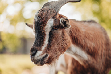 Portrait of a domestic goat in a local farm in Italy