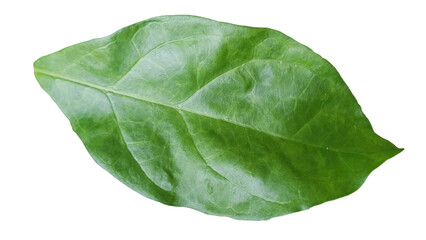 Green Leaf Isolated on Transparent Background
