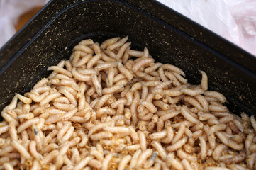 Maggots and fish food when fishing