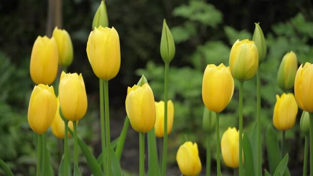 Yellow tulips in bloom in spring