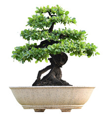 Small bonsai plants in pots are a hobby for decorating the garden isolated on transparent background