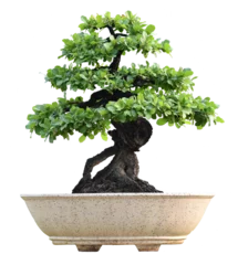 Deurstickers Small bonsai plants in pots are a hobby for decorating the garden isolated on transparent background © Yannasakamon