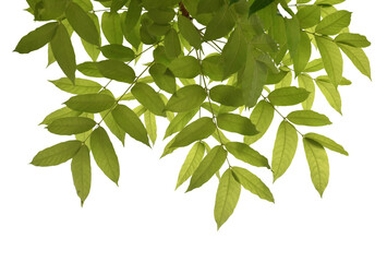 Cut out green leaves for nature concept foreground decoration isolated on transparent background.