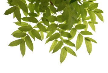 Cut out green leaves for nature concept foreground decoration isolated on transparent background.
