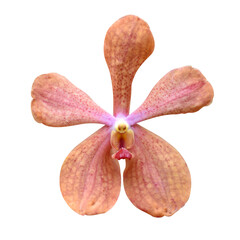 Orange orchid flower with red dots isolated on transparent background